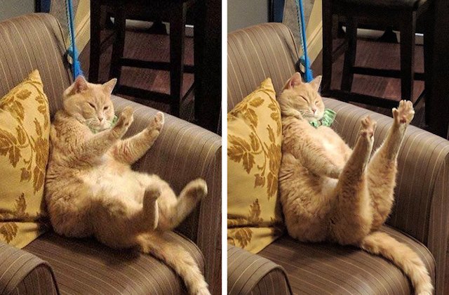 10+ animale imprevizibile care te vor binedispune de la prima vedere