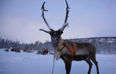 In Laponia, tinutul lui Mos Craciun, nu a mai nins / VIDEO