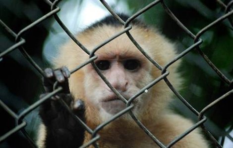 Cele mai inteligente animale ale Planetei