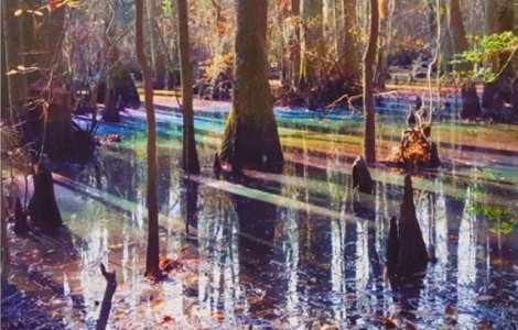 O mlastina cu curcubeu: poza cu fenomenul neobisnuit a devenit viral