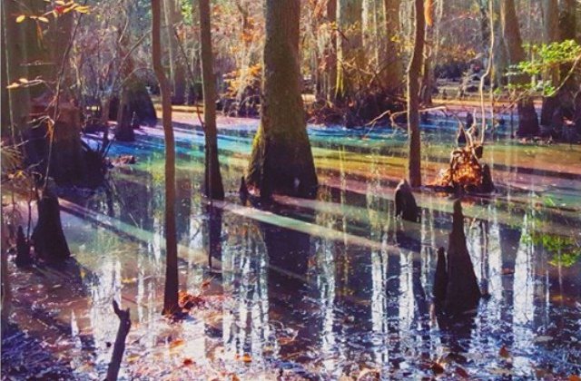 O mlastina cu un curcubeu: poza cu fenomenul neobisnuit a devenit virala