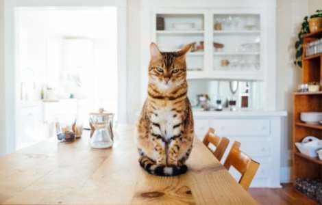  Top  Afectiuni bizare care se pot manifesta exclusiv la animale