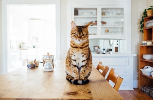 Sindromul balonului sau sindromul cozii moi: ce afectiuni bizare pot afecta animalele