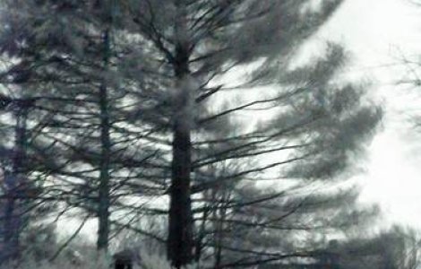 Avertizare meteo: Cod galben de vant