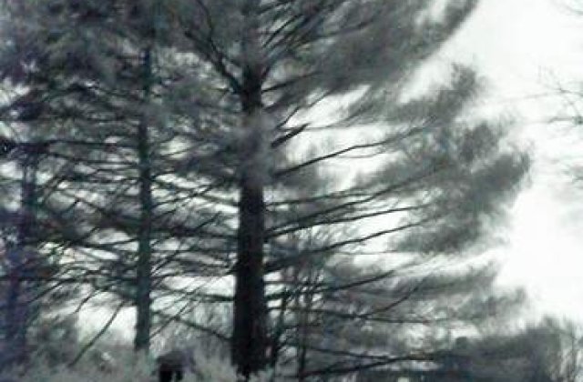 Avertizare meteo: Cod galben de vant