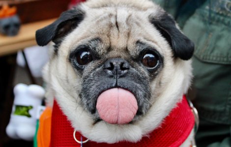  Top  Surprinse in secunda potrivita doar pentru a te... amuza: 15 instantanee geniale cu animale