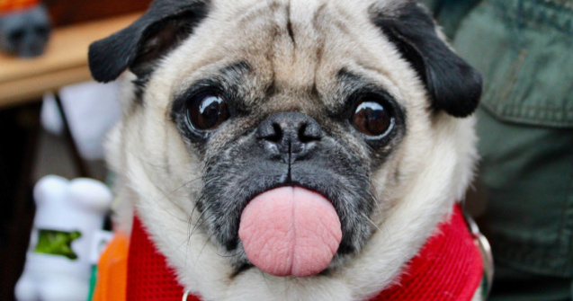  Top  Surprinse in secunda potrivita doar pentru a te... amuza: 15 instantanee geniale cu animale