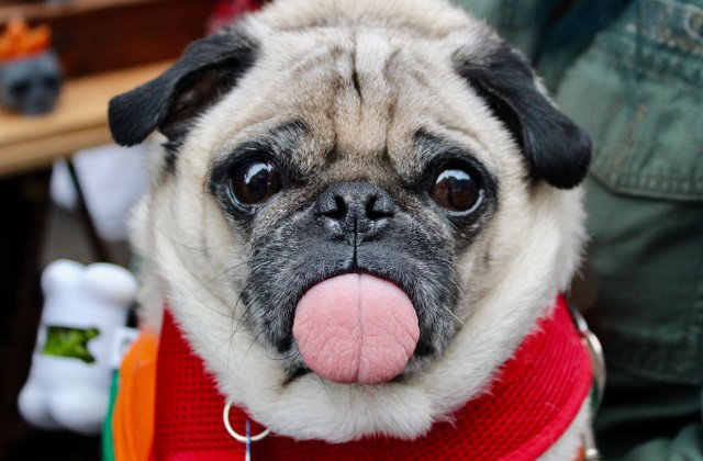 Surprinse in secunda potrivita doar pentru a te... amuza: 15 instantanee geniale cu animale