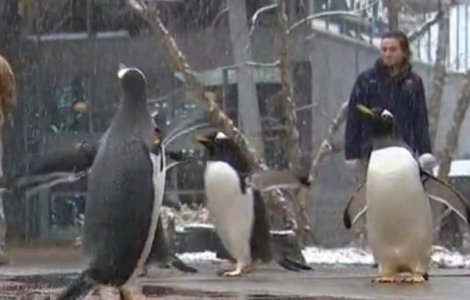 Parada Pinguinilor, atractia unei gradini zoo din Pittsburgh