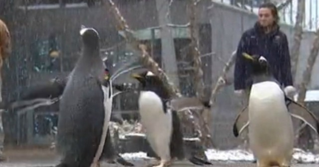 Parada Pinguinilor, atractia unei gradini zoo din Pittsburgh