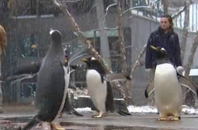 Parada Pinguinilor, atractia unei gradini zoo din Pittsburgh