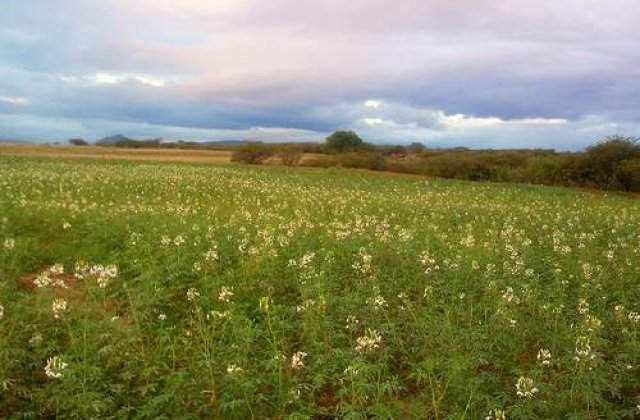 Cele mai ieftine terenuri de langa Bucuresti