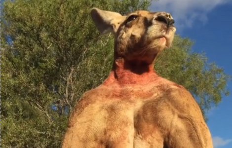 Roger, celebrul cangur "musculos", a murit de batranete/ VIDEO