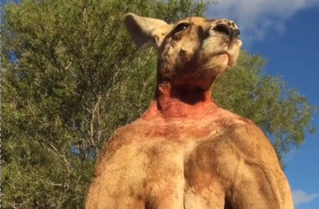 Roger, celebrul cangur "musculos", a murit de batranete/ VIDEO