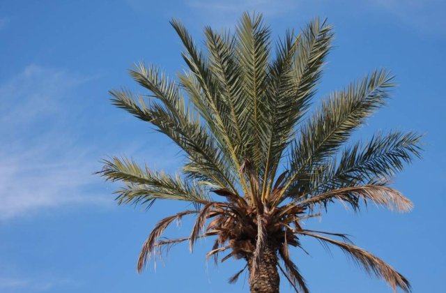 [VIDEO] Uite cum ninge in Sahara