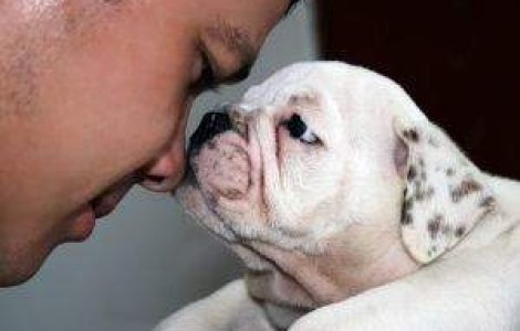 Cainii pot fi mai eficienti decat anti-depresivele