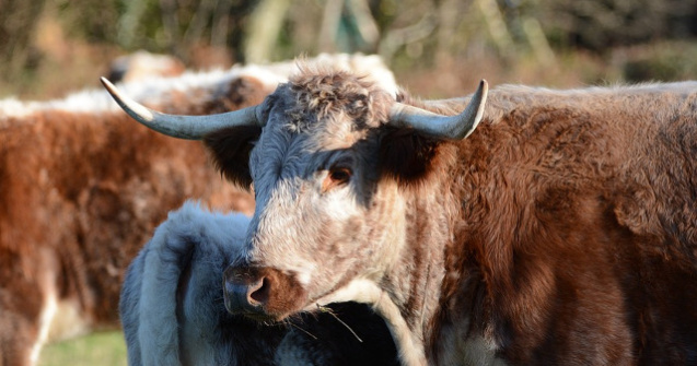 Mama si fiu, omorati de vitele pe care le cresteau in gospodarie