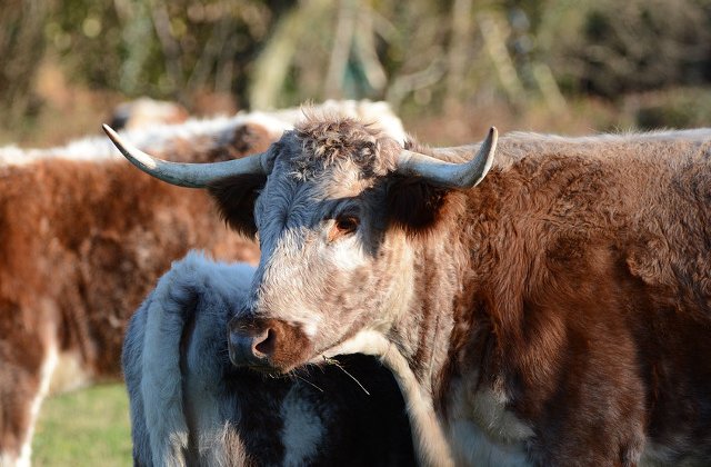 Mama si fiu, omorati de vitele pe care le cresteau in gospodarie