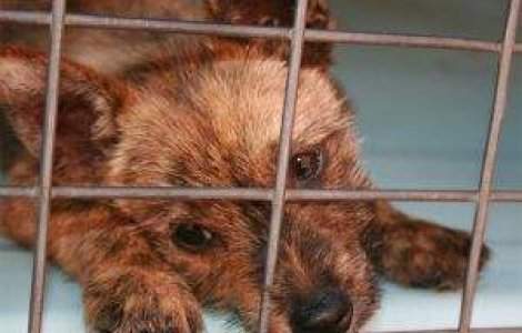 CC isi motiveaza decizia in privinta eutanasierii maidanezilor