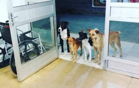 Imaginea impresionanta in care patru caini isi asteapta stapanul sa iasa din spital