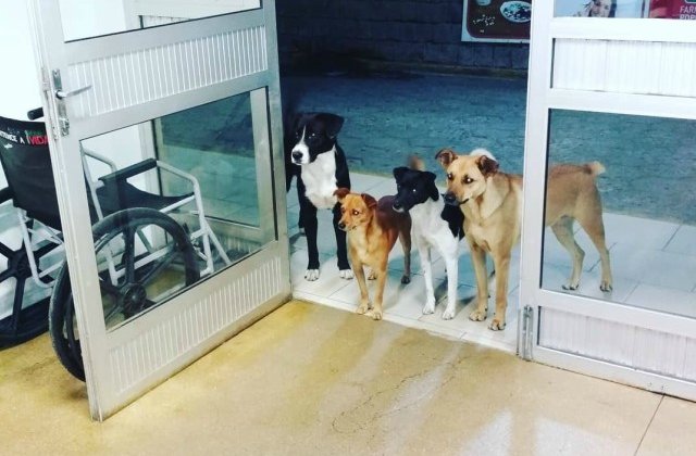 Imaginea impresionanta in care patru caini isi asteapta stapanul sa iasa din spital