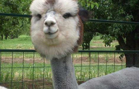 Lista animalelor care ne imbraca