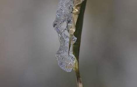 Bulgaria: Cod portocaliu de ger