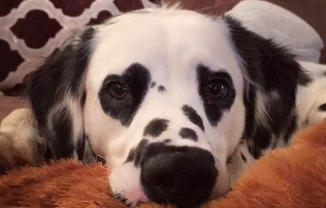  Top  10 animale "misterioase" care s-au nascut cu masca pe fata