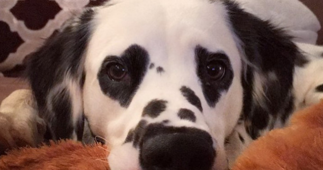  Top  10 animale "misterioase" care s-au nascut cu masca pe fata