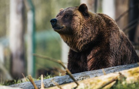 Un urs ce a fost crescut ca animal de companie si-a ucis ingrijitorul
