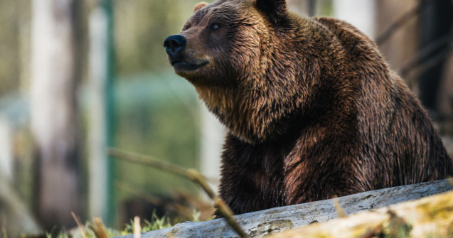 Un urs ce a fost crescut ca animal de companie si-a ucis ingrijitorul