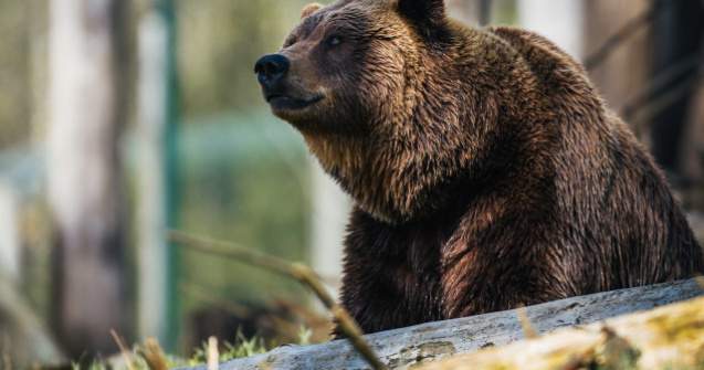 Un urs ce a fost crescut ca animal de companie si-a ucis ingrijitorul