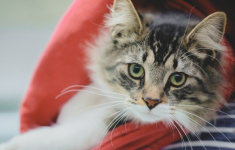 O pisica a fost trimisa din greseala, intr-un colet, la 1.100 de kilometri de casa