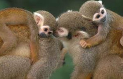 Maimutele stiu ce e morala