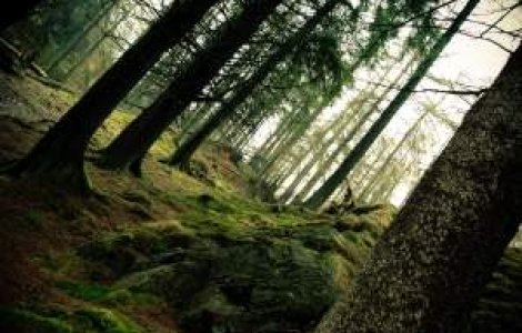 Protest in biroul lui Borbely: Doua persoane s-au legat de calorifere