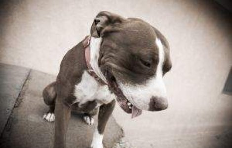 S-a sinucis pentru ca a trebuit sa-si eutanasieze cainele