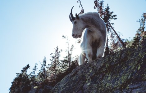 Motivul pentru care capra de munte este un bun catarator/ VIDEO