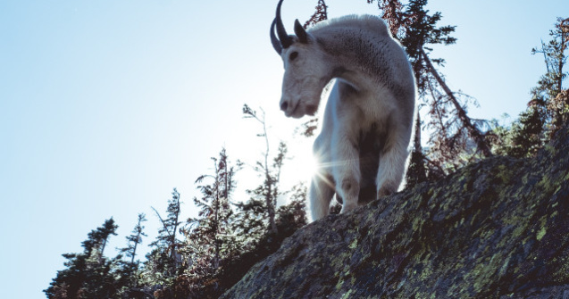 Motivul pentru care capra de munte este un bun catarator/ VIDEO