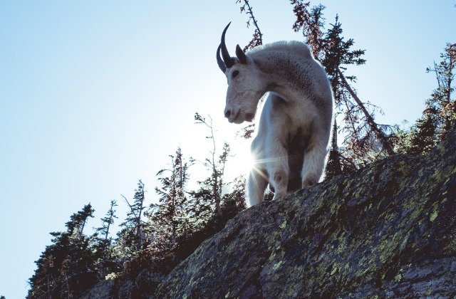 Motivul pentru care capra de munte este un bun catarator/ VIDEO