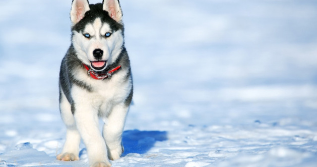 Cercetatorii explica de ce cainii din rasa Husky au ochii albastri/ VIDEO