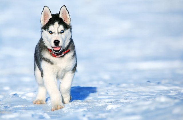 Cercetatorii explica de ce cainii din rasa Husky au ochii albastri/ VIDEO