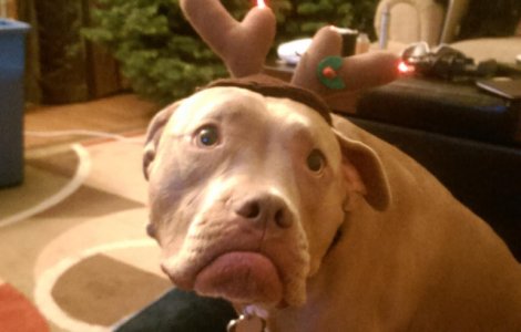  Top  Iubesc sau urasc Craciunul? 15+ imagini sugestive si amuzante cu animale