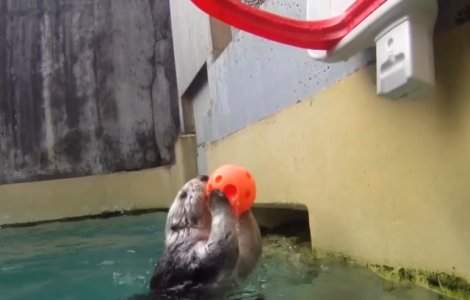 Eddie, vidra de mare care juca baschet ca un profesionist, a murit la aproape 21 de ani/ VIDEO