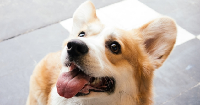 O cafenea pentru iubitorii de caini Corgi, inaugurata la Shanghai