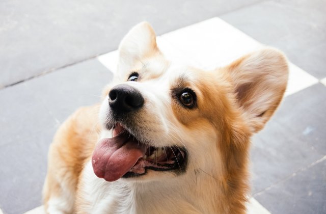 O cafenea pentru iubitorii de caini Corgi, inaugurata la Shanghai/ VIDEO