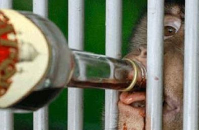 Gradina zoologica din Kazahstan "incalzeste" animalele cu VIN FIERT