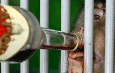 Gradina zoologica din Kazahstan "incalzeste" animalele cu VIN FIERT