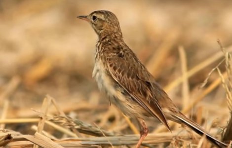 O specie de pasare siberiana a fost descoperita in Dobrogea