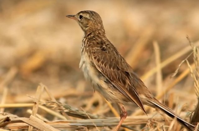 O specie de pasare siberiana a fost descoperita in Dobrogea