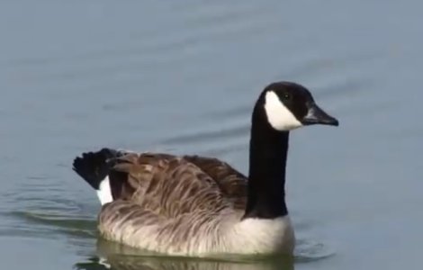 Doua pasari au suferit o supradoza de medicamente intr-un parc din California